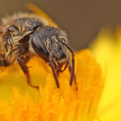 Lasioglossum (Chilalictus) lanarium (Halictid bee) at O'Connor, ACT - 5 Oct 2023 by ConBoekel