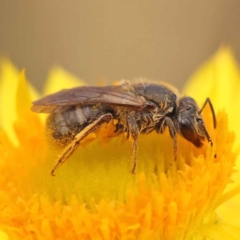 Lasioglossum (Chilalictus) lanarium at O'Connor, ACT - 5 Oct 2023