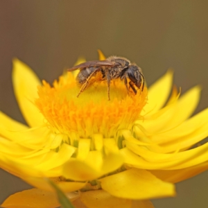 Lasioglossum (Chilalictus) lanarium at O'Connor, ACT - 5 Oct 2023