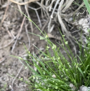 Isolepis levynsiana at Collector, NSW - 27 Sep 2023 02:58 PM