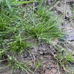 Isolepis levynsiana at Collector, NSW - 27 Sep 2023