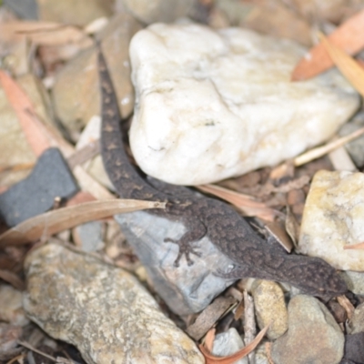 Christinus marmoratus (Southern Marbled Gecko) at Wamboin, NSW - 12 Feb 2022 by natureguy