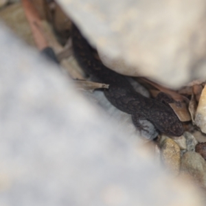 Christinus marmoratus at Wamboin, NSW - 12 Feb 2022 03:13 PM