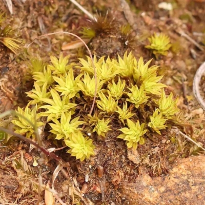 Unidentified Moss, Liverwort or Hornwort at O'Connor, ACT - 5 Oct 2023 by ConBoekel