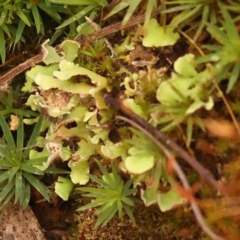 Unidentified Lichen at O'Connor, ACT - 5 Oct 2023 by ConBoekel