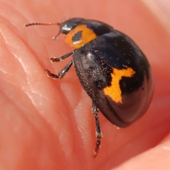 Peltoschema oceanica (Oceanica leaf beetle) at O'Connor, ACT - 5 Oct 2023 by ConBoekel