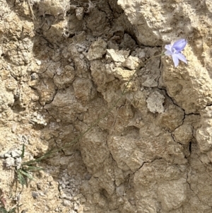 Wahlenbergia stricta subsp. stricta at Yarralumla, ACT - 6 Oct 2023