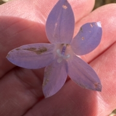 Wahlenbergia stricta subsp. stricta at Yarralumla, ACT - 6 Oct 2023