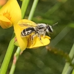 Lasioglossum (Chilalictus) sp. (genus & subgenus) (Halictid bee) at Mount Annan, NSW - 14 Sep 2023 by JudeWright