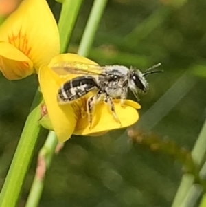 Lasioglossum (Chilalictus) sp. (genus & subgenus) at Mount Annan, NSW - 14 Sep 2023