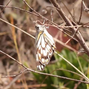 Belenois java at O'Connor, ACT - 5 Oct 2023 04:09 PM