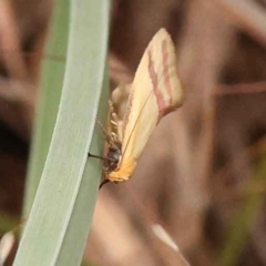 Coeranica isabella (A Concealer moth) at O'Connor, ACT - 5 Oct 2023 by ConBoekel