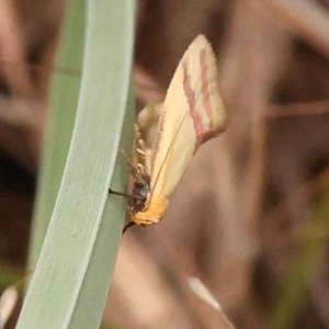 Coeranica isabella at O'Connor, ACT - 5 Oct 2023 04:14 PM