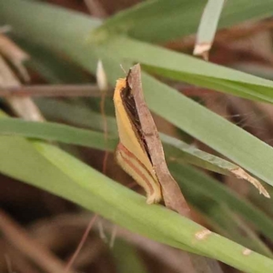 Coeranica isabella at O'Connor, ACT - 5 Oct 2023 04:14 PM