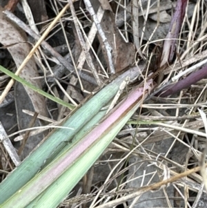 Lomandra multiflora at Aranda, ACT - 6 Oct 2023