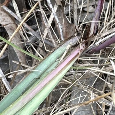 Lomandra multiflora (Many-flowered Matrush) at Aranda Bushland - 6 Oct 2023 by lbradley