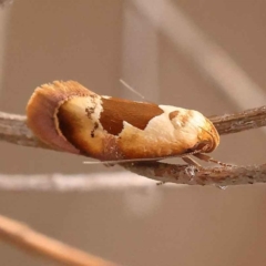 Hoplomorpha camelaea (A Concealer moth) at O'Connor, ACT - 5 Oct 2023 by ConBoekel