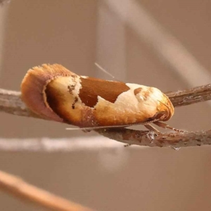 Hoplomorpha camelaea at O'Connor, ACT - 5 Oct 2023