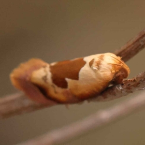 Hoplomorpha camelaea at O'Connor, ACT - 5 Oct 2023 04:22 PM