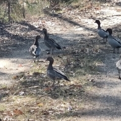 Chenonetta jubata (Australian Wood Duck) at Long Beach, NSW - 6 Oct 2023 by LyndalT