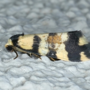 Thallarcha (genus) at Ainslie, ACT - 27 Sep 2023 11:29 PM