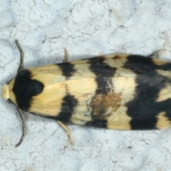 Thallarcha (genus) at Ainslie, ACT - 27 Sep 2023 11:29 PM