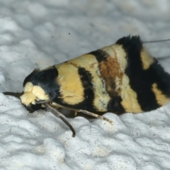 Thallarcha (genus) at Ainslie, ACT - 27 Sep 2023 11:29 PM