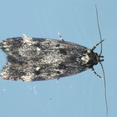 Barea codrella (A concealer moth) at Ainslie, ACT - 24 Sep 2023 by jb2602