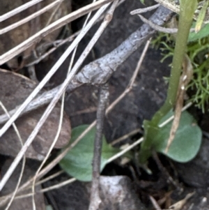 Pterostylis nutans at Aranda, ACT - suppressed