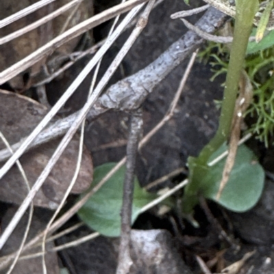 Pterostylis nutans (Nodding Greenhood) at Aranda, ACT - 6 Oct 2023 by lbradley