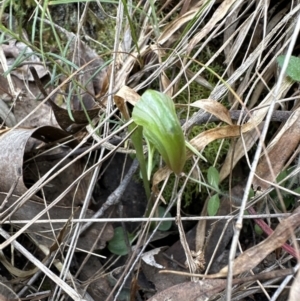 Pterostylis nutans at Aranda, ACT - 6 Oct 2023