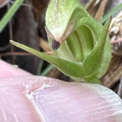 Pterostylis nutans at Aranda, ACT - 6 Oct 2023