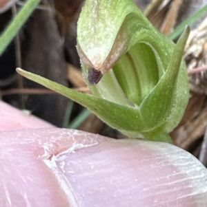 Pterostylis nutans at Aranda, ACT - suppressed