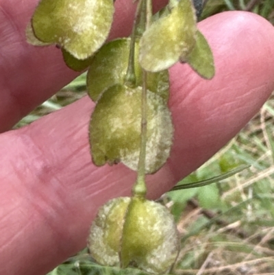 Dodonaea viscosa subsp. spatulata (Broad-leaved Hop Bush) at Belconnen, ACT - 6 Oct 2023 by lbradley