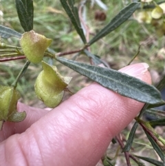 Dodonaea viscosa subsp. spatulata at Aranda, ACT - 6 Oct 2023 03:18 PM