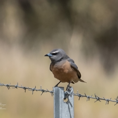 Artamus superciliosus (White-browed Woodswallow) at Belconnen, ACT - 6 Oct 2023 by Roger