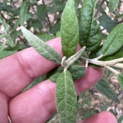 Olearia lirata at Aranda, ACT - 6 Oct 2023