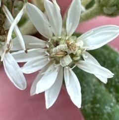 Olearia lirata at Aranda, ACT - 6 Oct 2023