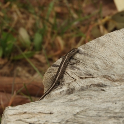 Cryptoblepharus sp. (genus) (Fence, snake-eyed or shining skinks) at Berremangra, NSW - 3 Oct 2023 by SimoneC