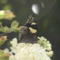 Vanessa itea (Yellow Admiral) at Murrumbateman, NSW - 6 Oct 2023 by SimoneC