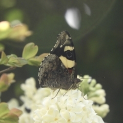 Vanessa itea (Yellow Admiral) at Murrumbateman, NSW - 6 Oct 2023 by SimoneC