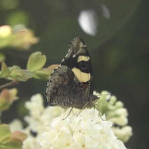 Vanessa itea at Murrumbateman, NSW - 6 Oct 2023