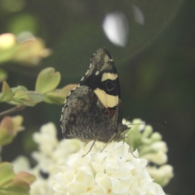 Vanessa itea (Yellow Admiral) at Murrumbateman, NSW - 6 Oct 2023 by SimoneC