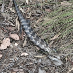 Tiliqua scincoides scincoides (Eastern Blue-tongue) at Aranda Bushland - 6 Oct 2023 by lbradley