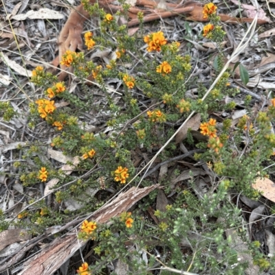 Pultenaea procumbens (Bush Pea) at Aranda, ACT - 6 Oct 2023 by lbradley