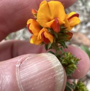 Pultenaea procumbens at Aranda, ACT - 6 Oct 2023