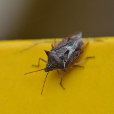 Oechalia schellenbergii (Spined Predatory Shield Bug) at Wamboin, NSW - 4 Mar 2022 by natureguy