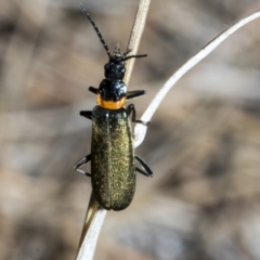 Chauliognathus lugubris (Plague Soldier Beetle) at Fyshwick, ACT - 6 Oct 2023 by AlisonMilton
