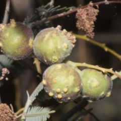 Unidentified gall of Acacia sp. at Fyshwick, ACT - 6 Oct 2023 by AlisonMilton