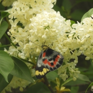 Delias harpalyce at Murrumbateman, NSW - 6 Oct 2023